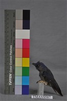 藏品(黑枕藍鶲)的圖片